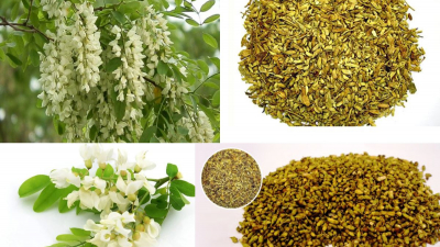 12 công dụng chữa bệnh ít ai ngờ tới của hoa hòe