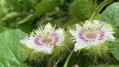 Lạc Tiên – loại 