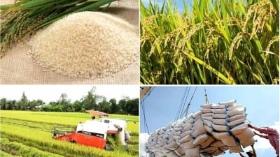 Thị  trường xuất khẩu gạo Việt sang Trung Quốc khởi sắc