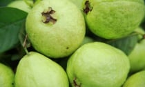Ổi 'siêu thực phẩm' giúp phòng chống ung thư, bảo vệ tim mạch, tăng miễn dịch