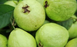 Ổi 'siêu thực phẩm' giúp phòng chống ung thư, bảo vệ tim mạch, tăng miễn dịch