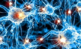 U sợi thần kinh do đâu?