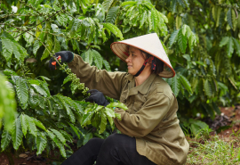Coffee Barometer 2023: Nestlé đứng đầu về phát triển bền vững