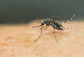 Các bệnh do muỗi truyển và cách phòng tránh