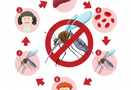 Long An tăng cường công tác phòng, chống và loại trừ bệnh sốt rét