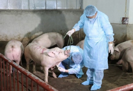 Thủ tướng Chính phủ ban hành công điện yêu cầu phòng, chống bệnh dịch tả lợn châu Phi