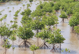 Cà Mau: Phát động “Tết trồng cây đời đời nhớ ơn Bác Hồ” nhân dịp Xuân Giáp Thìn năm 2024