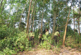 Bình Định: Quản lý, bảo vệ và phát triển bền vững diện tích rừng