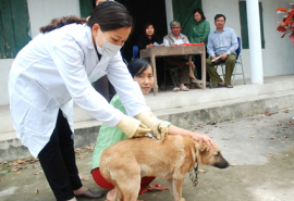 Đắk Lắk: Thực hiện nghiêm các biện pháp cấp bách phòng, chống bệnh dại trên động vật