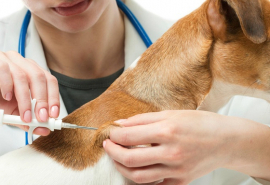 Bộ Y tế khuyến cáo người dân nuôi chó, mèo cần tiêm vaccine phòng dại đầy đủ
