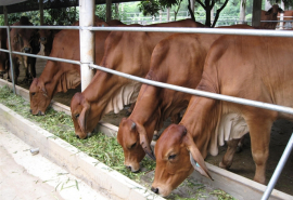 Bình Thuận: Tập trung chăn nuôi gia súc, gia cầm theo hướng an toàn sinh học, đảm bảo chất lượng, an toàn thực phẩm