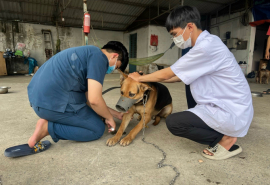 Thủ tướng Chính phủ: Tập trung thực hiện nghiêm công tác phòng, chống bệnh Dại