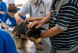 Quảng Ngãi: Thực hiện nghiêm công tác phòng, chống bệnh dại trên địa bàn tỉnh