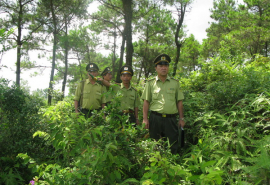 Tập trung thực hiện các giải pháp để quản lý, bảo vệ rừng và phòng cháy, chữa cháy rừng