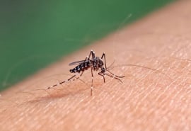 Cà Mau: Chủ động kiểm soát phòng bệnh sốt xuất huyết vào mùa mưa