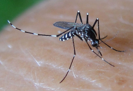 Kon Tum: Tăng cường công tác vệ sinh môi trường - phòng, chống dịch sốt xuất huyết Dengue