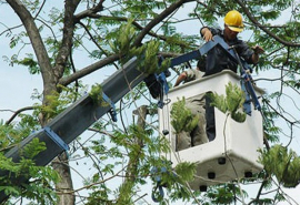 Tây Ninh: Bảo đảm an toàn trong công tác quản lý cây xanh đô thị