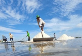 TP. HCM: Quản lý sản xuất, kinh doanh và kiểm soát an toàn thực phẩm muối năm 2025