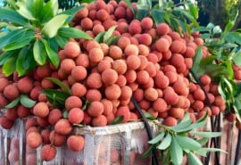 Quả vải và những lợi ích bất ngờ đối với sức khoẻ