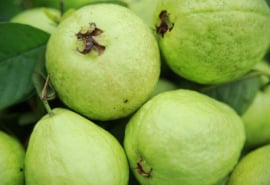 Ổi 'siêu thực phẩm' giúp phòng chống ung thư, bảo vệ tim mạch, tăng miễn dịch