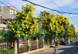 Phát động phong trào 'Đường tàu - Đường hoa' khu vực Sài Gòn - Bình Dương