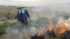 Hà Nội tăng cường các biện pháp quản lý nhà nước đối với hoạt động đốt rơm rạ, các phụ phẩm cây trồng