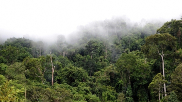 Tỷ lệ che phủ rừng của Gia Lai đứng thứ 3 khu vực Tây Nguyên