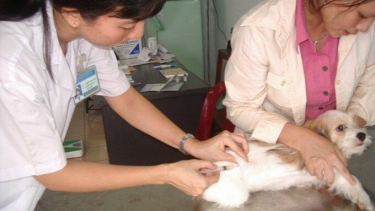 TP.HCM đạt chứng nhận vùng an toàn dịch bệnh động vật đối với bệnh dại