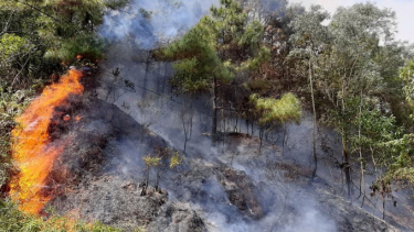 Quảng Nam: Triển khai quyết liệt các biện pháp cấp bách phòng cháy, chữa cháy rừng