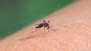 Cà Mau: Chủ động kiểm soát phòng bệnh sốt xuất huyết vào mùa mưa