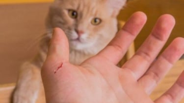 Cảnh báo về bệnh dại: Mèo cắn cũng nguy hiểm như chó cắn