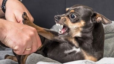 Đắk Lắk: Ghi nhận trường hợp tử vong nghi do bệnh dại tại huyện Ea H’Leo