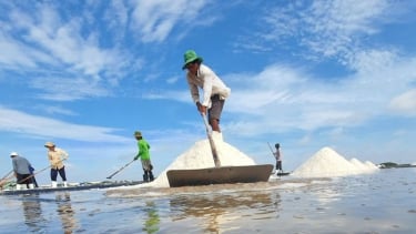 TP. HCM: Quản lý sản xuất, kinh doanh và kiểm soát an toàn thực phẩm muối năm 2025