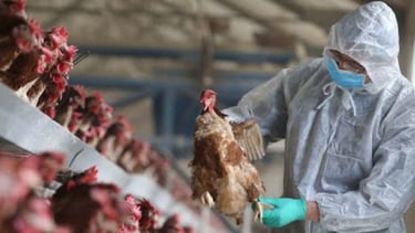 Bình Thuận: Triển khai đồng bộ, quyết liệt, có hiệu quả các giải pháp phòng, chống dịch bệnh gia súc, gia cầm