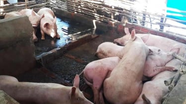Cà Mau chấn chỉnh quản lý hoạt động giết mổ, tăng cường phòng chống dịch bệnh động vật