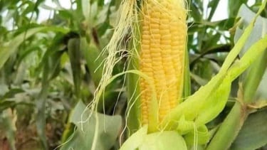 3 đồ uống lành mạnh hỗ trợ chức năng thải độc thận