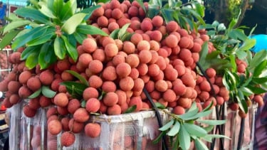 Quả vải và những lợi ích bất ngờ đối với sức khoẻ