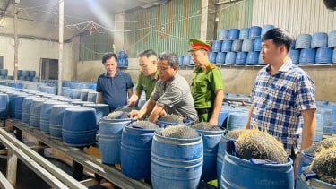 Nguy hại từ gần 350 tấn giá đỗ đã được bán ra thị trường tại Lào Cai