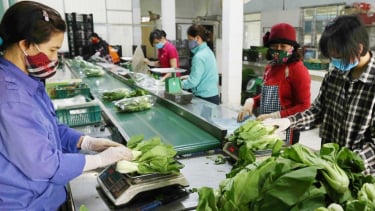 Hà Nội phát triển 29 chuỗi liên kết sản xuất – tiêu thụ nông sản, thúc đẩy nông nghiệp sạch và bền vững