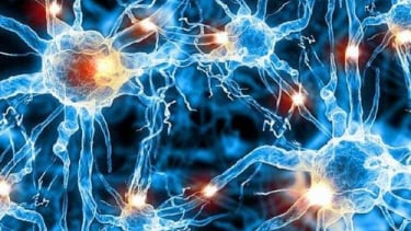 U sợi thần kinh do đâu?