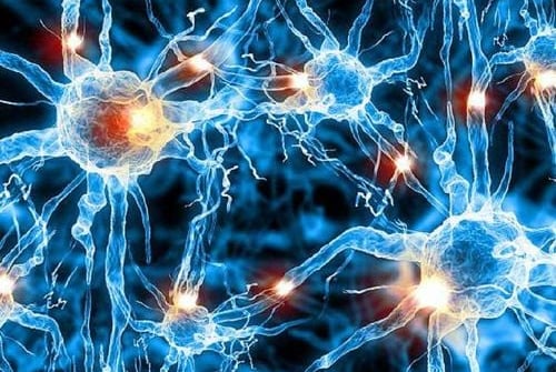 U sợi thần kinh do đâu?