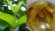 Uống nước lá ổi mỗi ngày liệu có chữa khỏi bệnh tiểu đường? Bác sĩ bệnh viện Bạch Mai cảnh báo