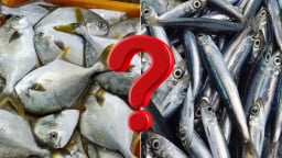 Ăn loại nào tốt hơn cá lớn hay cá nhỏ? Bộ phận này của cá cực tốt nhưng hay bị vứt bỏ