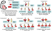 Bệnh tan máu bẩm sinh (thalassemia) di truyền như thế nào? 