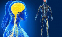 Thông tin Y khoa: Hệ thần kinh trung ương (Tên Tiếng Anh: CNS)