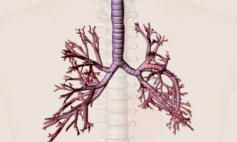 Thông tin Y khoa: Phế quản (Tên Tiếng Anh: Bronchus)