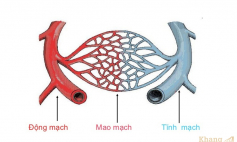 Thông tin Y khoa: Mao mạch (Tên Tiếng Anh: Capillary)