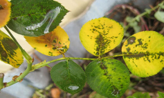 Thông tin Y khoa: Ngộ độc chất làm rụng lá (Tên Tiếng Anh: Defoliant poisoning)