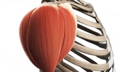 Thông tin Y khoa: Cơ delta (Tên Tiếng Anh: Deltoid)