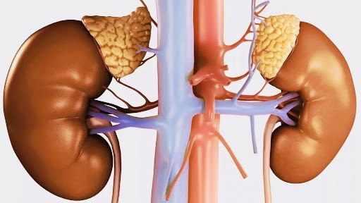 Thông tin Y khoa: Tăng sản tuyến thượng thận bẩm sinh (Tên Tiếng Anh: Adrenal  hyperplasia, congenital)